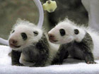 Panda twins make debut in Japan