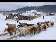 Heavy snow hit Hami, Xinjiang Uygur Autonomous Region in early September. [Xinhua]