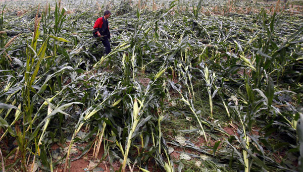 A farmer inspects corn crop damaged by storms which hit the farmland just before they was due to be harvest in Luoyang on Sept 4. [Xinhua] 