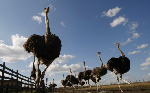 Ostriches run at an ostrich farm in the village of Yasnogorodka, some 50 km west from Kiev September 4, 2010. [Xinhua/Reuters] 