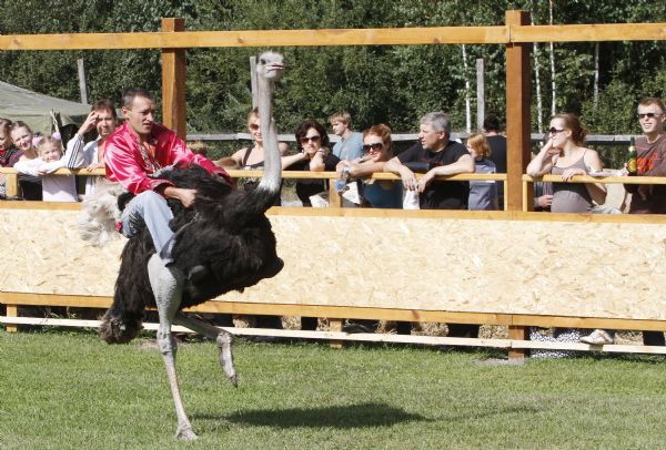 Ostriches run at an ostrich farm in the village of Yasnogorodka, some 50 km west from Kiev September 4, 2010. [Xinhua/Reuters] 