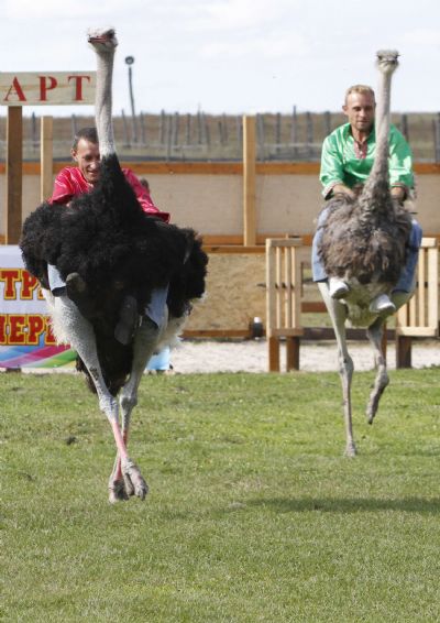  Men ride on ostriches during a race at an ostrich farm in the village of Yasnogorodka, some 50 km west from Kiev, September 4, 2010. [Xinhua/Reuters]