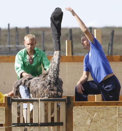 A man prepares an ostrich before the start of a race at an ostrich farm in the village of Yasnogorodka, some 50 km west from Kiev, Septembe 4, 2010. [Xinhua/Reuters]