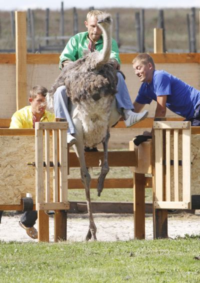 A man rides on an ostrich during the start of a race at an ostrich farm in the village Yasnogorodk, some 50 km west from Kiev September 4, 2010. [Xinhua/Reuters]