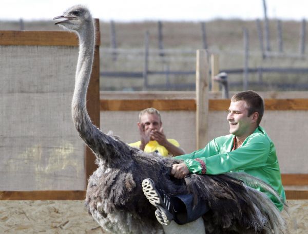 A man rides on an ostrich during a race at an ostrich farm in the village Yasnogorodk, some 50 km west from Kiev September 4, 2010. [Xinhua/Reuters]