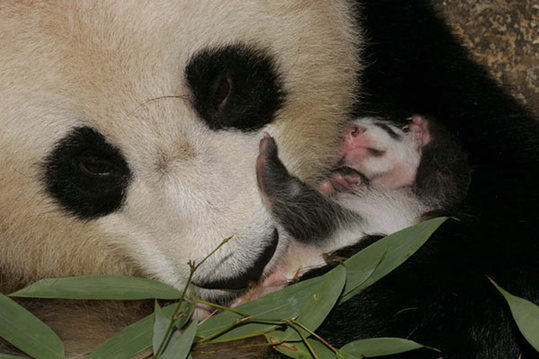 'Project Panda' receives 30,000 applications