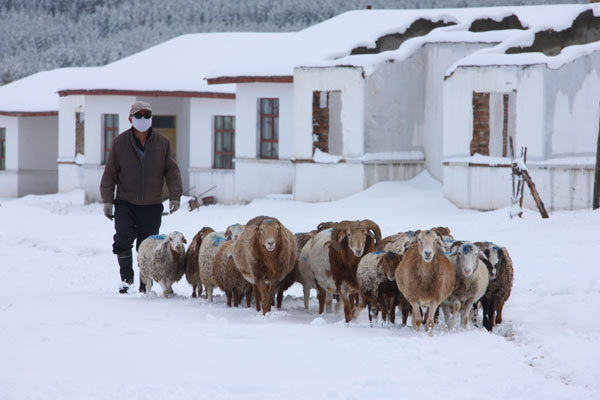 A villager walks his flock of sheep in the snow-covered Baishitou township of the Xinjiang Uygur autonomous region on Saturday. [Zhu Zhenghua / for China Daily]