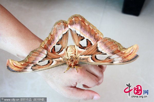 Photo taken on Sept. 6, 2010 shows a huge moth caught at Wenfeng Town of Jishui County, east China&apos;s Jiangxi Province on Monday. The wing expanse of the moth reaches 23cm. [Xinhua]