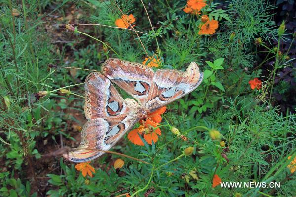 Photo taken on Sept. 6, 2010 shows a huge moth caught at Wenfeng Town of Jishui County, east China&apos;s Jiangxi Province on Monday. The wing expanse of the moth reaches 23cm. [Xinhua]