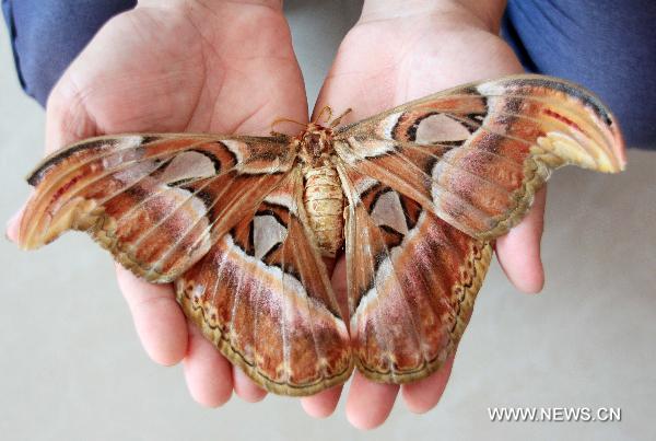 Photo taken on Sept. 6, 2010 shows a huge moth caught at Wenfeng Town of Jishui County, east China&apos;s Jiangxi Province on Monday. The wing expanse of the moth reaches 23cm. [Xinhua]