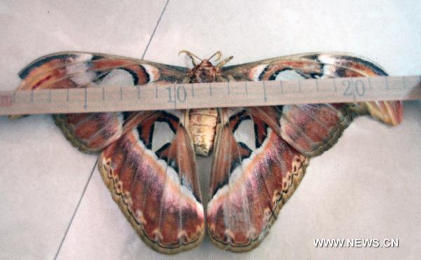 A huge moth is being measured on Sept. 6, 2010. The huge moth is caught at Wenfeng Town of Jishui County, east China&apos;s Jiangxi Province on Monday. The wing expanse of the moth reaches 23cm. [Xinhua]