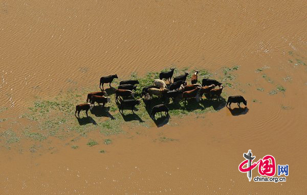 A herd of cattle look for dry ground amongst the floodwater on September 6, 2010 in Wangaratta, Australia. [CFP]