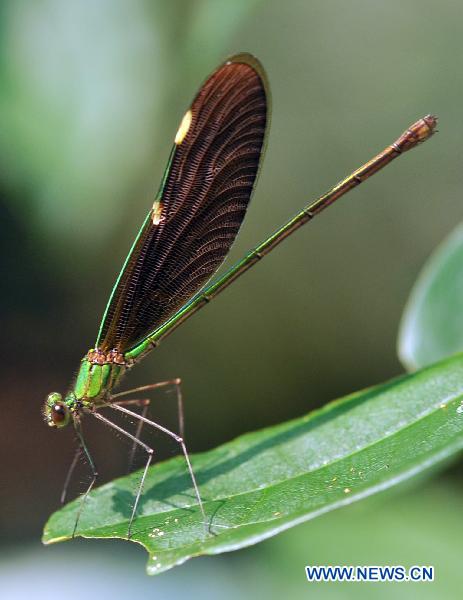 Photo taken on Sept. 3, 2010 shows a damselfly in the Yinggeling Nature Reserve, south China&apos;s Hainan Province. 