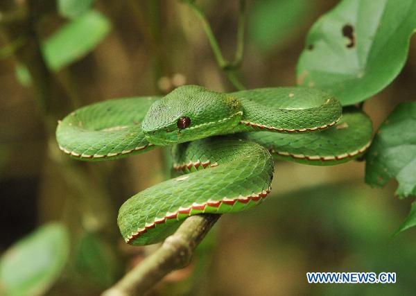 Photo taken on Sept. 4, 2010 shows a Trimeresures stejnegeri in the Yinggeling Nature Reserve, south China&apos;s Hainan Province. 