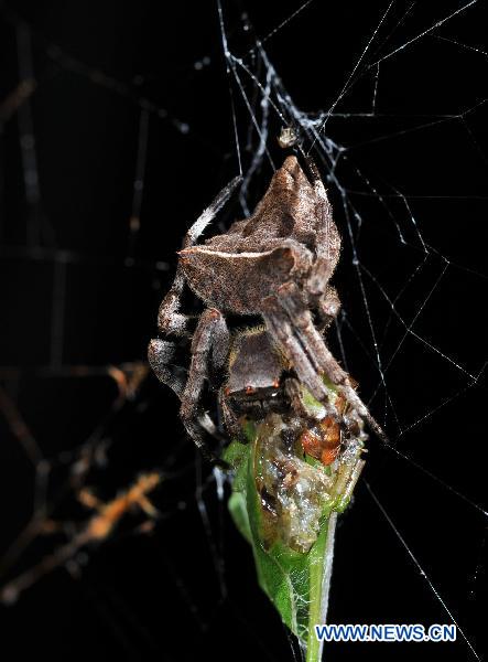 Photo taken on Sept. 2, 2010 shows a spider in the Yinggeling Nature Reserve, south China&apos;s Hainan Province. 