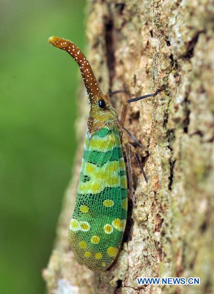 Photo taken on Sept. 4, 2010 shows a planthopper in the Yinggeling Nature Reserve, south China&apos;s Hainan Province.