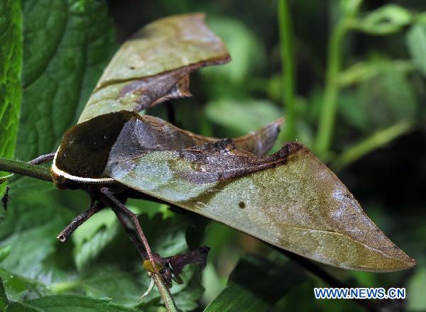 Photo taken on Sept. 3, 2010 shows a hawkmoth in the Yinggeling Nature Reserve, south China&apos;s Hainan Province. 