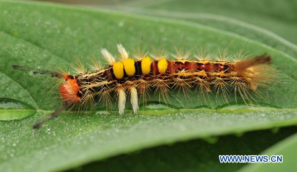 Photo taken on Sept. 4, 2010 shows a larva of Orgyia postica Walker in the Yinggeling Nature Reserve, south China&apos;s Hainan Province.