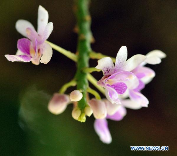 Photo taken on Sept. 3, 2010 shows the Kingidium deliciosum (Rohb.f.) Sweet in the Yinggeling Nature Reserve, south China&apos;s Hainan Province.