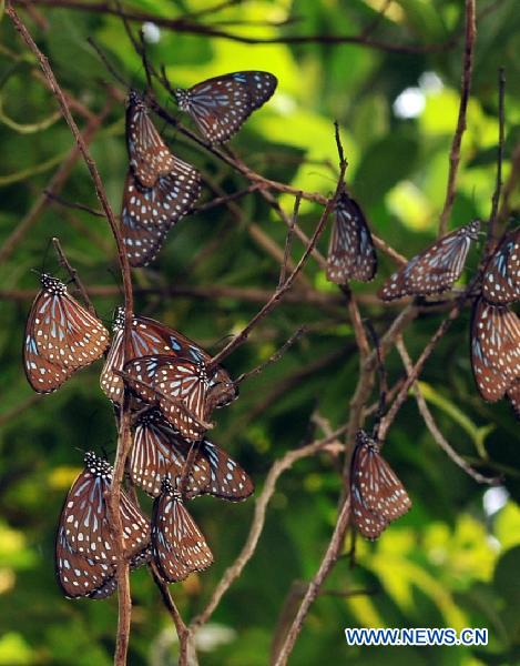 Photo taken on Sept. 2, 2010 shows a swarm of Tirum ala septent rionis (Butler) in the Yinggeling Nature Reserve, south China&apos;s Hainan Province.