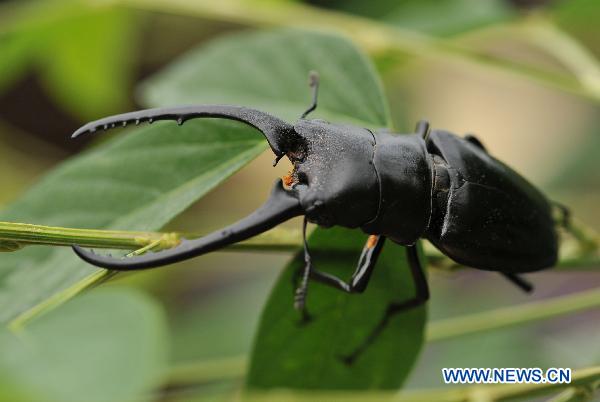 Photo taken on Sept. 4, 2010 shows a stag beetle in the Yinggeling Nature Reserve, south China&apos;s Hainan Province.