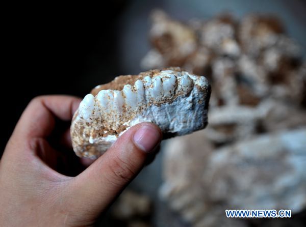 Photo taken on Sept. 6, 2010 shows fossilized elephant teeth discovered in Enshi Tujia and Miao Autonomous Prefecture, central China&apos;s Hubei Province. Elephant fossils, dating back to 500,000 years, were discovered at Enshi on Sept. 1, 2010. [Xinhua]