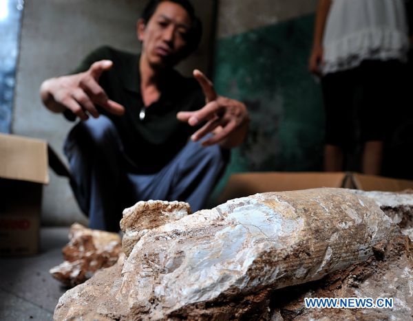 A staff member of Xuan&apos;en Museum introduces the fossils discovered in Enshi Tujia and Miao Autonomous Prefecture, central China&apos;s Hubei Province. Elephant fossils, dating back to 500,000 years, were discovered at Enshi on Sept. 1, 2010. [Xinhua]