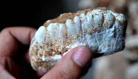 Fossilized elephant teeth discovered in C.China