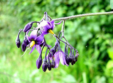 Belladonna Atwpa belladonna. All parts of this plant are deadly, especially its roots, leaves, and berries[chinadaily.com.cn] 