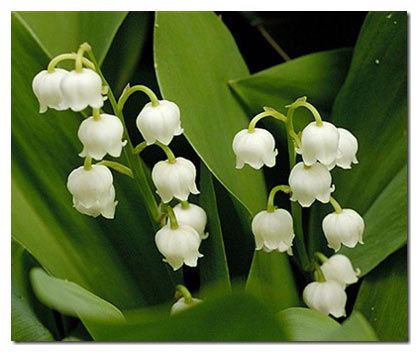 Lily of the Valley. The white bell-shaped flowers of the lily of the valley are well known, however, the plant occasionally bears orange-red, fleshy berries, which are lesser known to the general public. [chinadaily.com.cn] 