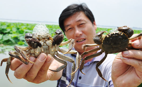 A crab culturist shows Dazha crabs at Yangcheng Lake in Suzhou, Jiangsu province, on Jun 30. [Su Min / for China Daily]