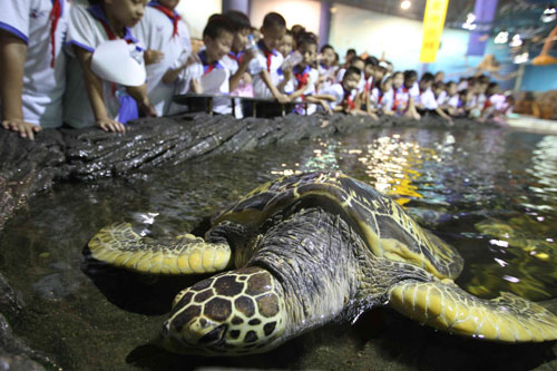 Pupils look at a green sea turtle at Beijing Aquarium, Sept 7, 2010.