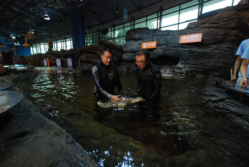 Two staff members at Beijing Aquarium are preparing the turtles for departure for Qingdao of Shandong province, Sept 7, 2010. [Chinadaily.com.cn] 