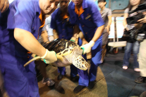 A green sea turtle is taken to get weighed at Beijing Aquarium, Sept 7, 2010. [Chinadaily.com.cn] 