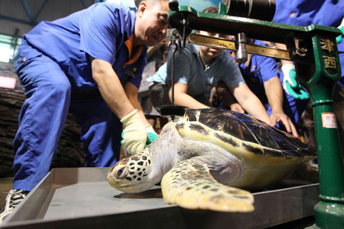 A green sea turtle at Beijing Aquarium weighs 50 kilograms, Sept 7, 2010. [Chinadaily.com.cn]