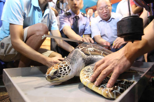 Staff members help measure the turtle&apos;s body length (90 cm) at Beijing Aquarium, Sept 7, 2010. [Chinadaily.com.cn] 