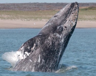 western grey whale photo