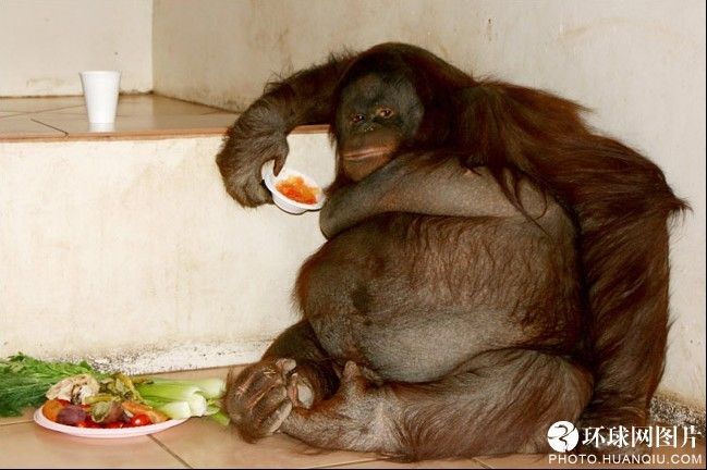 World&apos;s fattest orangutang. [huanqiu.com]