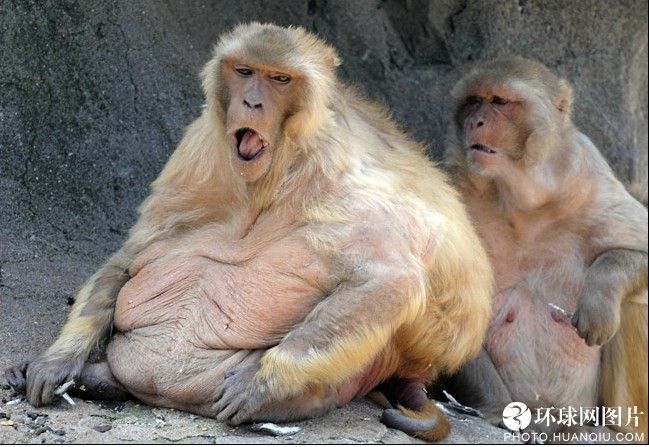 World&apos;s fattest monkey. [huanqiu.com] 