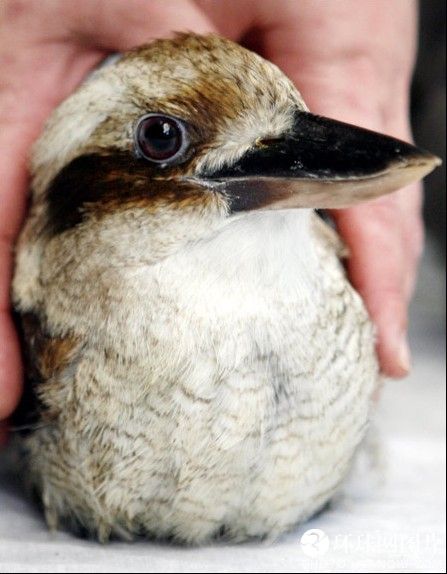 World&apos;s fattest kookaburra. [huanqiu.com] 