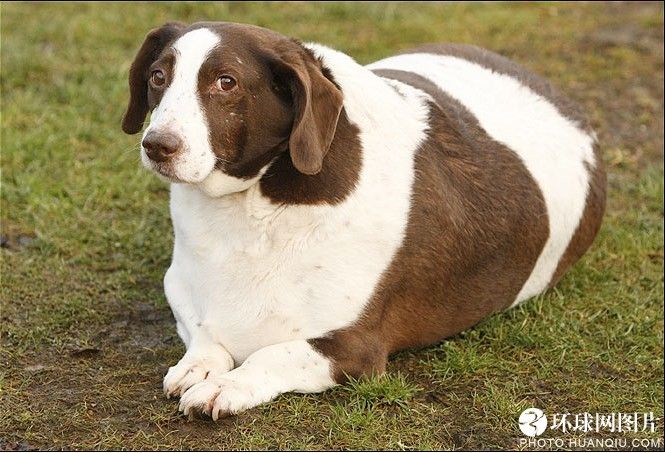 World&apos;s fattest dog. [huanqiu.com] 