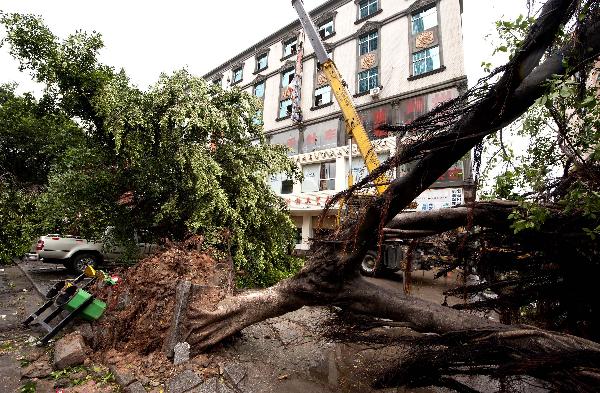 The photo taken on Sept. 10, 2010 shows trees torn down by the typhoon Meranti in downtown Shishi, southeast China's Fujian Province. Meranti, the 10th typhoon that hit China this year, made landfall at Fujian on Friday, according to provincial flood control authorities.