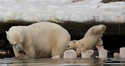 Uh oh: It&apos;s into the drink for this bear. 