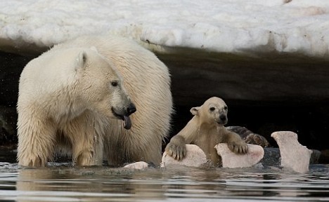 That was cold! The drenched cub is eager to get back onto dry land. [news.cn] 