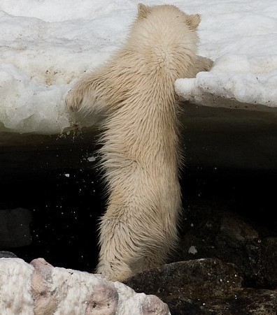 I&apos;ve had enough of this: He beats a hasty exit from the water, leaving mum to feast.