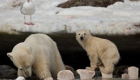 Hungry polar bear cub
