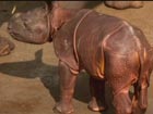 Biggest ever: Baby rhino makes debut at England zoo