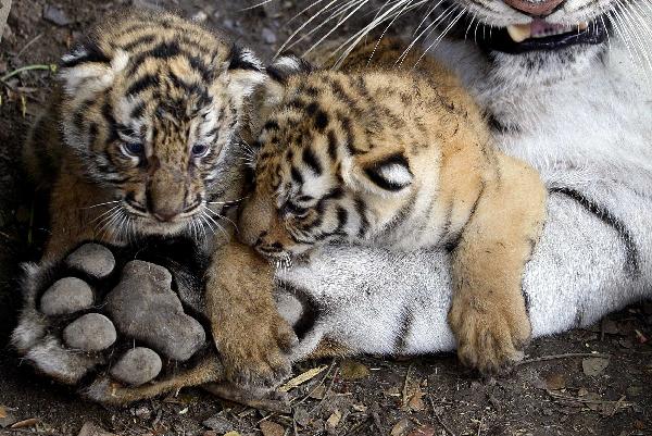 Tiger cubs rest on the paw of their mother at the Villa Lorena animal refuge center in Cali September 11, 2010. The refuge takes in injured and abandoned animals from circuses.