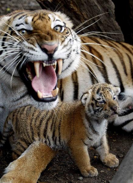 Five-day-old tiger cubs play with their mother “Maya” at the Villa Lorena Shelter for injured and mistreated animals in Cali, Colombia, Sept. 11, 2010. 