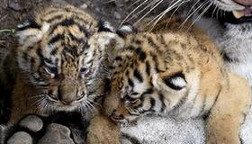 Tiger cubs and their mother at animal refuge center